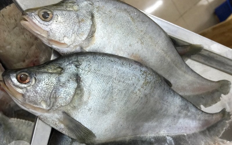 Loại cá đặc sản, bổ thận, tráng dương, trừ phong thấp, giảm đau, chế biến cách này thơm, lạ- Ảnh 1.