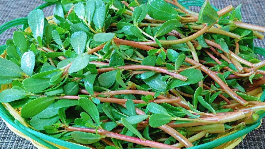 Loại rau dại "trường thọ", ăn nhiều giải độc, cải thiện thị lực, hạ đường huyết, làm bánh, trộn nộm rất ngon- Ảnh 1.