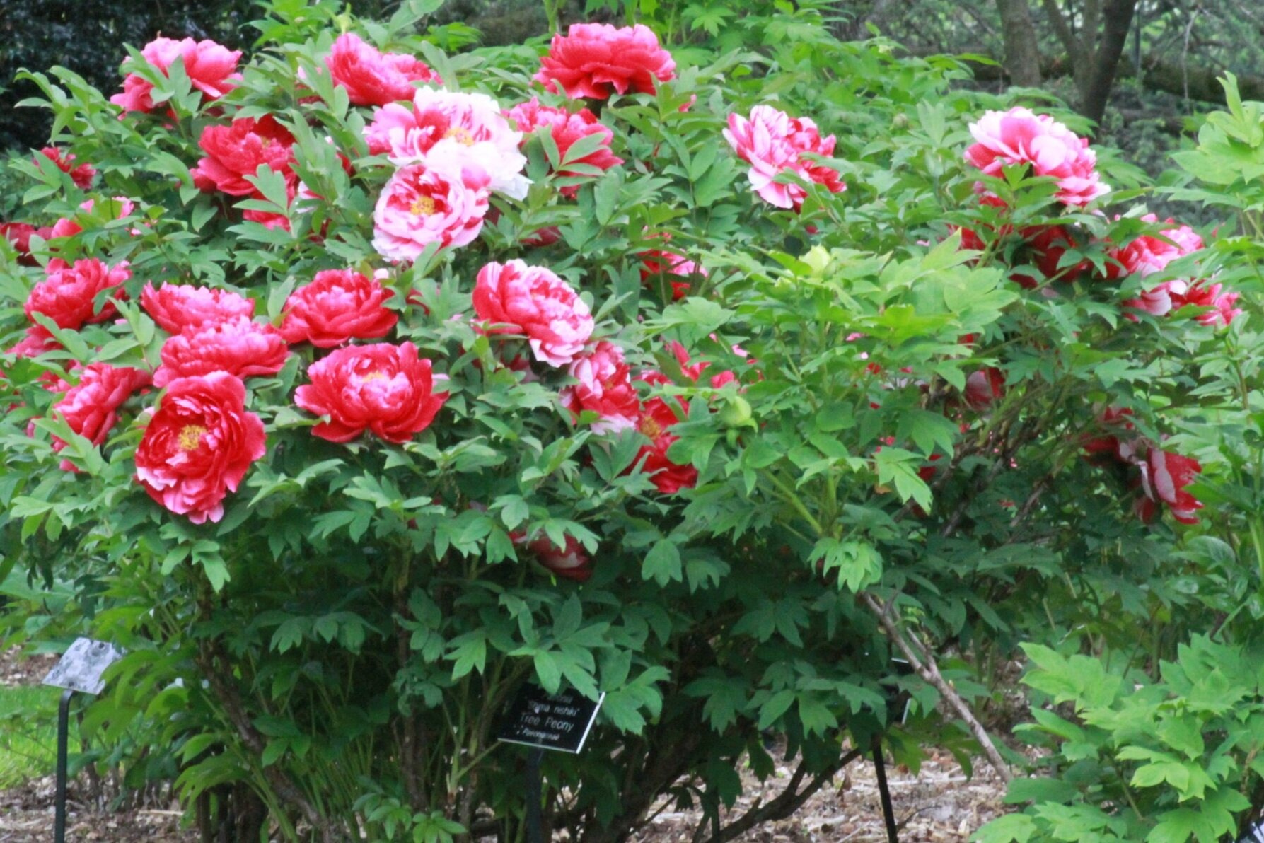 Trồng 100 cây cảnh không bằng "báu vật sống" này, thu hút tài lộc, cải thiện vận may cho gia đình- Ảnh 6.