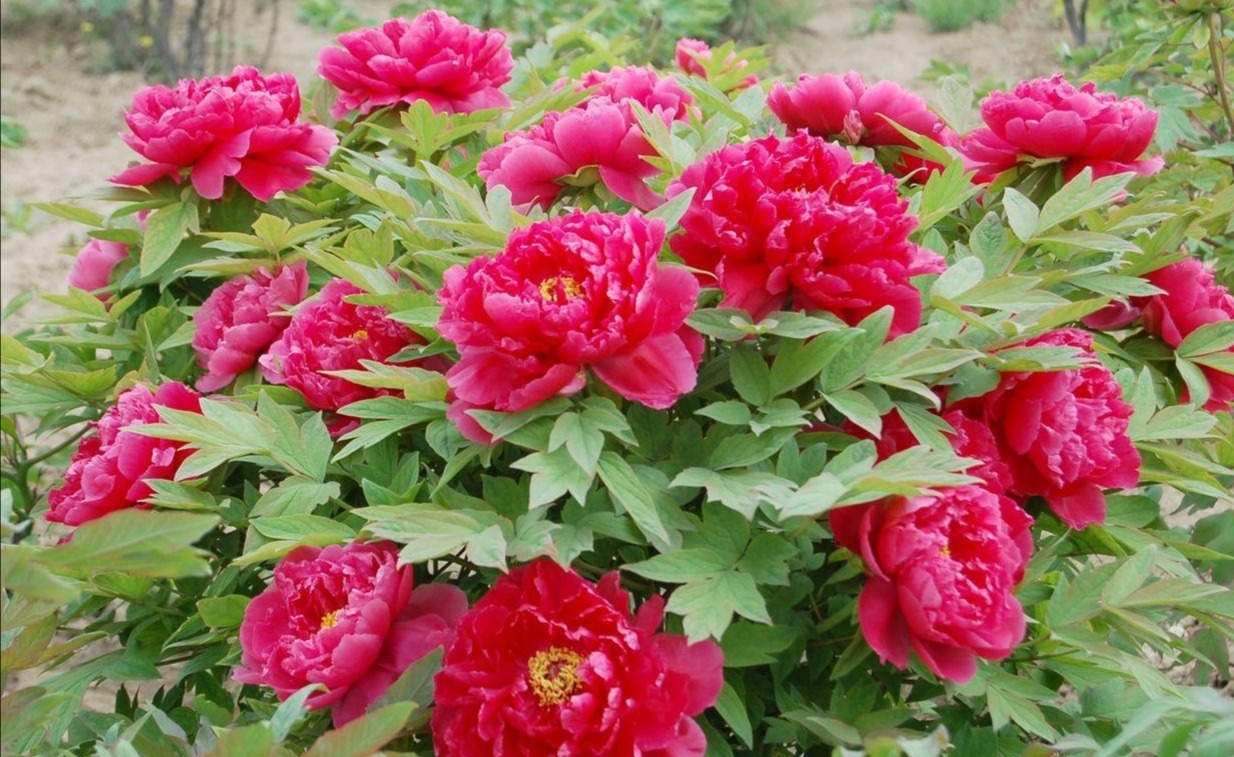 Trồng 100 cây cảnh không bằng "báu vật sống" này, thu hút tài lộc, cải thiện vận may cho gia đình- Ảnh 3.