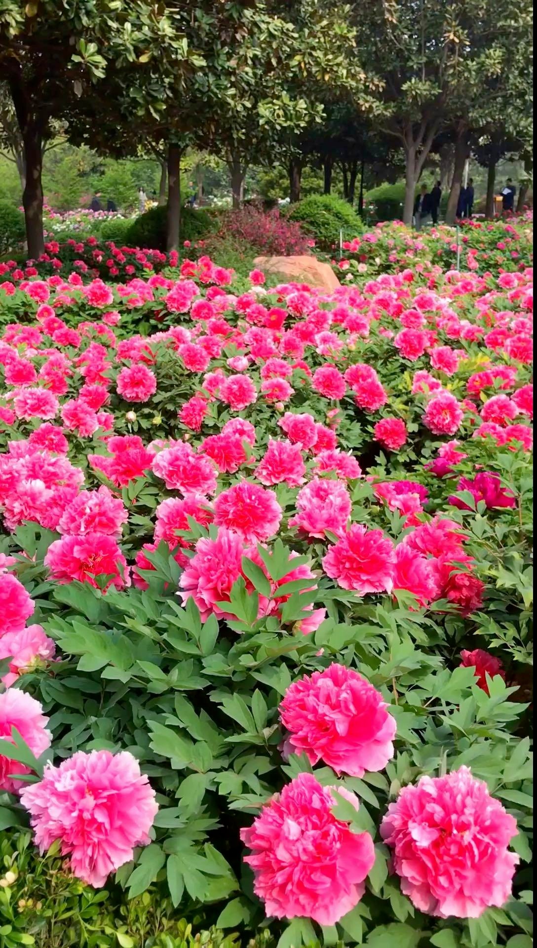 Trồng 100 cây cảnh không bằng "báu vật sống" này, thu hút tài lộc, cải thiện vận may cho gia đình- Ảnh 4.