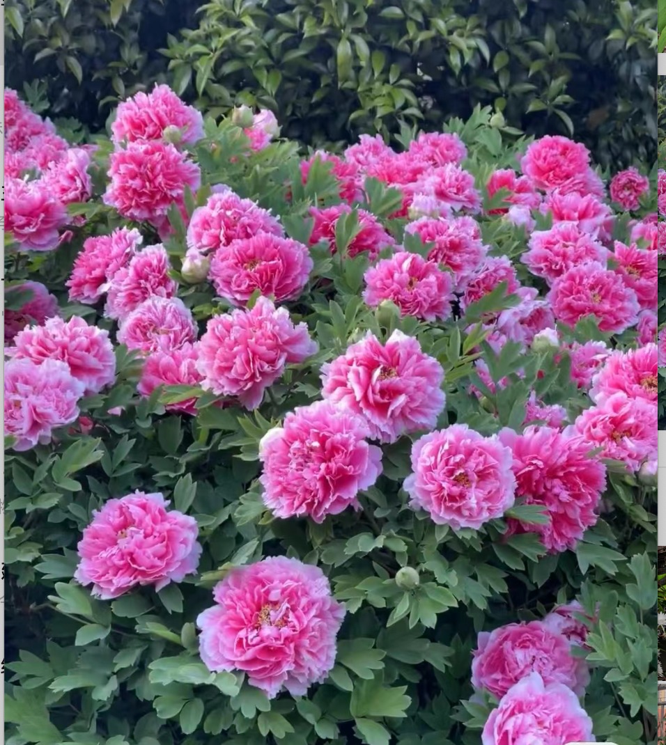 Trồng 100 cây cảnh không bằng "báu vật sống" này, thu hút tài lộc, cải thiện vận may cho gia đình- Ảnh 10.