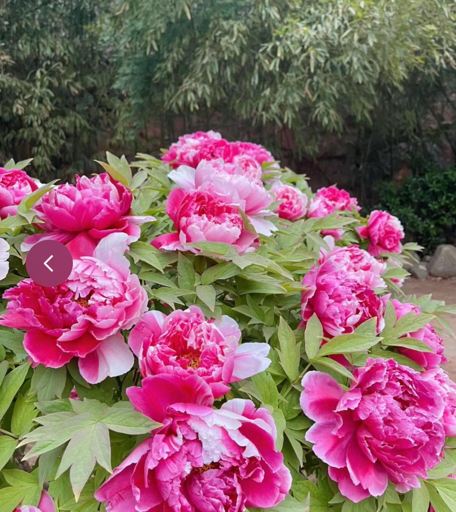 Trồng 100 cây cảnh không bằng "báu vật sống" này, thu hút tài lộc, cải thiện vận may cho gia đình- Ảnh 8.