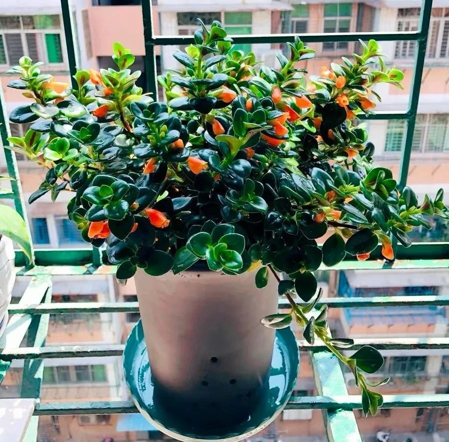 Người xưa dặn: "Trồng 3 cây cảnh trong nhà, đón lộc tứ phương, thuận buồm xuôi gió, hàng năm dư dả"- Ảnh 12.