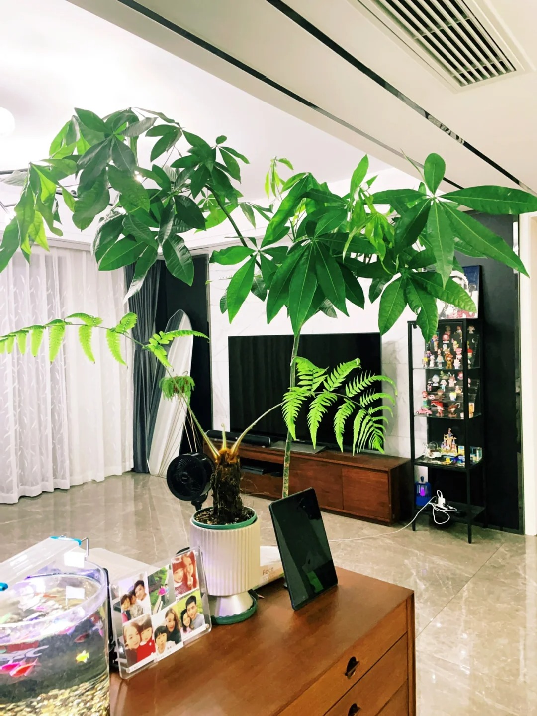 Người xưa dặn: "Trồng 3 cây cảnh trong nhà, đón lộc tứ phương, thuận buồm xuôi gió, hàng năm dư dả"- Ảnh 5.