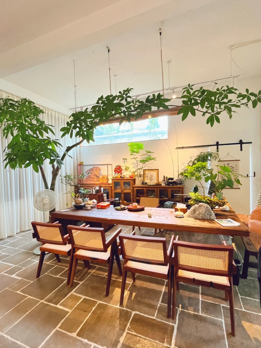 Người xưa dặn: "Trồng 3 cây cảnh trong nhà, đón lộc tứ phương, thuận buồm xuôi gió, hàng năm dư dả"- Ảnh 6.