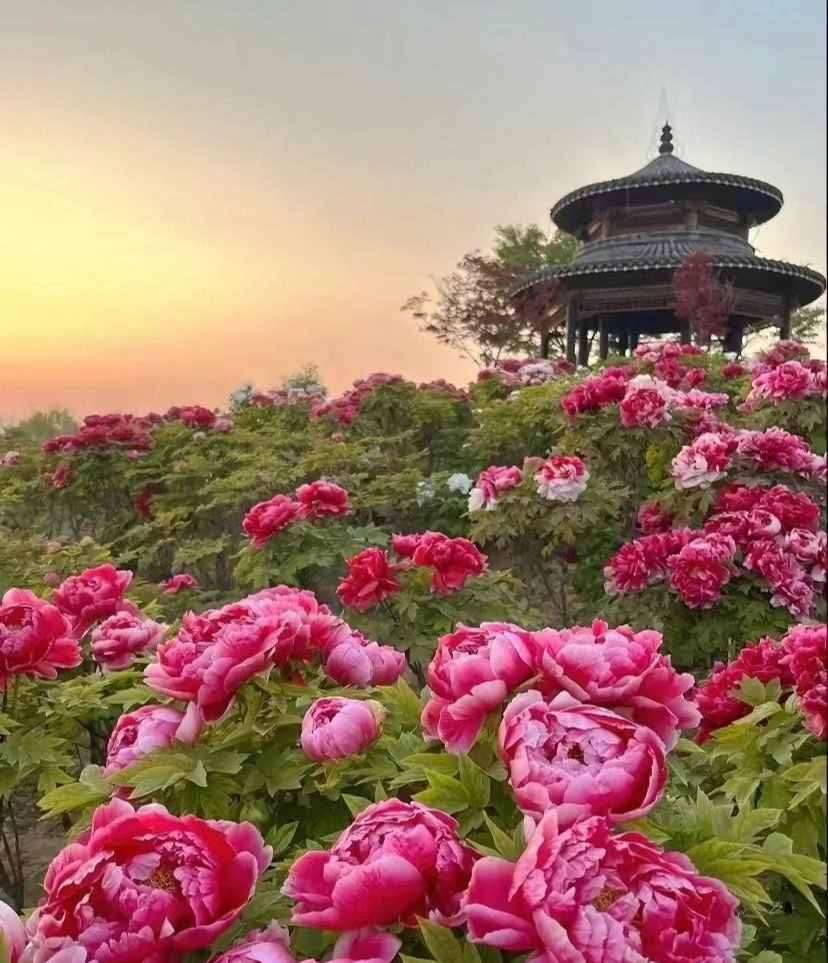 Trồng 100 cây cảnh không bằng "báu vật sống" này, thu hút tài lộc, cải thiện vận may cho gia đình- Ảnh 1.