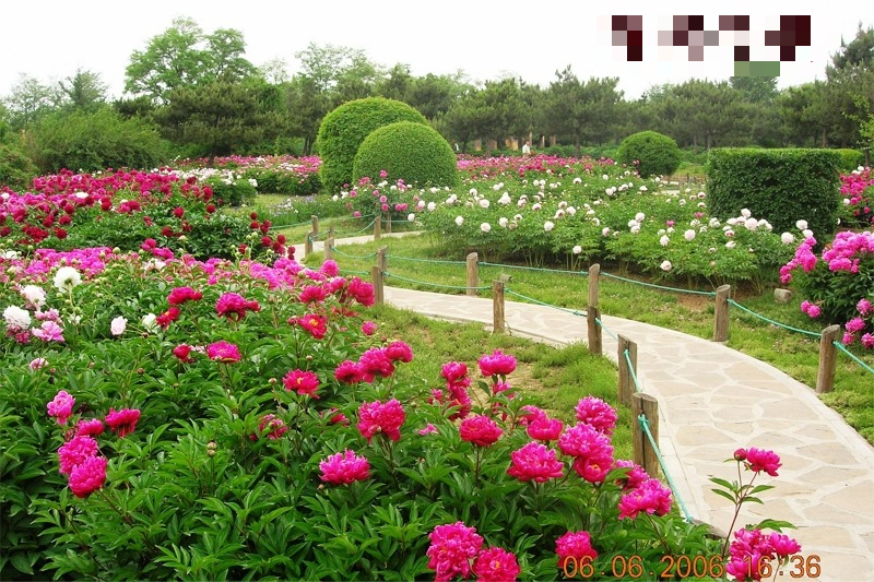 Trồng 100 cây cảnh không bằng "báu vật sống" này, thu hút tài lộc, cải thiện vận may cho gia đình- Ảnh 9.