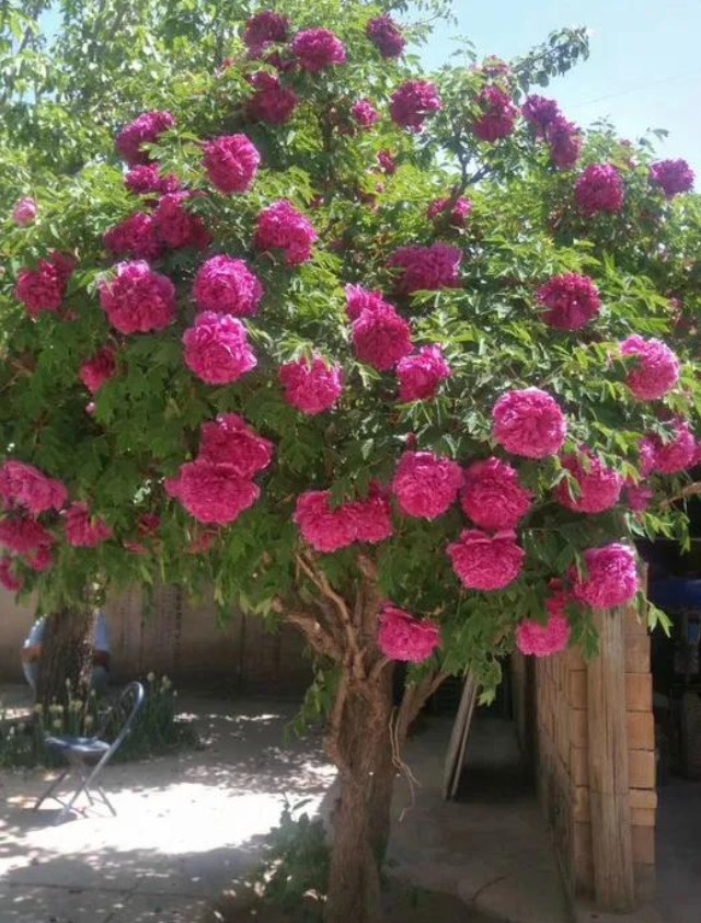 Trồng 100 cây cảnh không bằng "báu vật sống" này, thu hút tài lộc, cải thiện vận may cho gia đình- Ảnh 13.