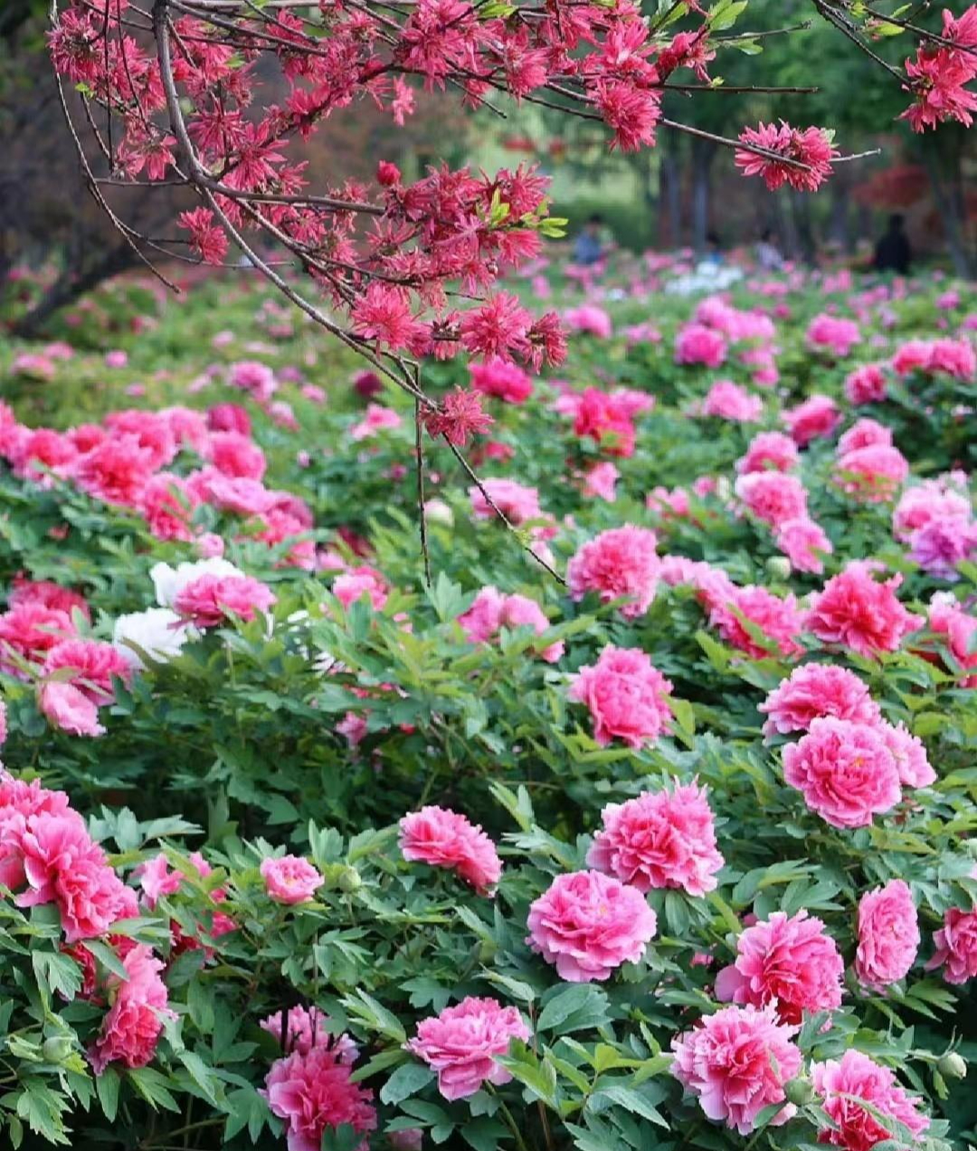 Trồng 100 cây cảnh không bằng "báu vật sống" này, thu hút tài lộc, cải thiện vận may cho gia đình- Ảnh 16.