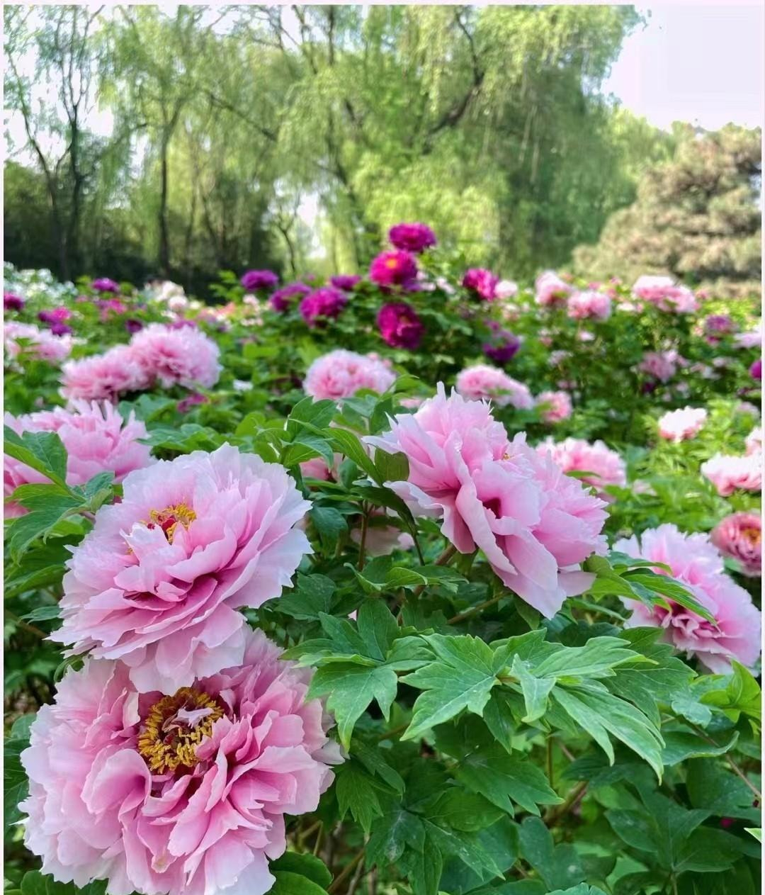 Trồng 100 cây cảnh không bằng "báu vật sống" này, thu hút tài lộc, cải thiện vận may cho gia đình- Ảnh 17.