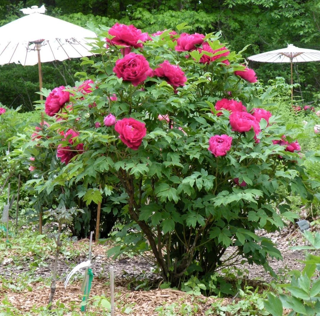 Trồng 100 cây cảnh không bằng "báu vật sống" này, thu hút tài lộc, cải thiện vận may cho gia đình- Ảnh 18.