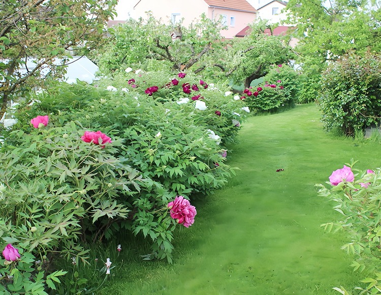 Trồng 100 cây cảnh không bằng "báu vật sống" này, thu hút tài lộc, cải thiện vận may cho gia đình- Ảnh 15.