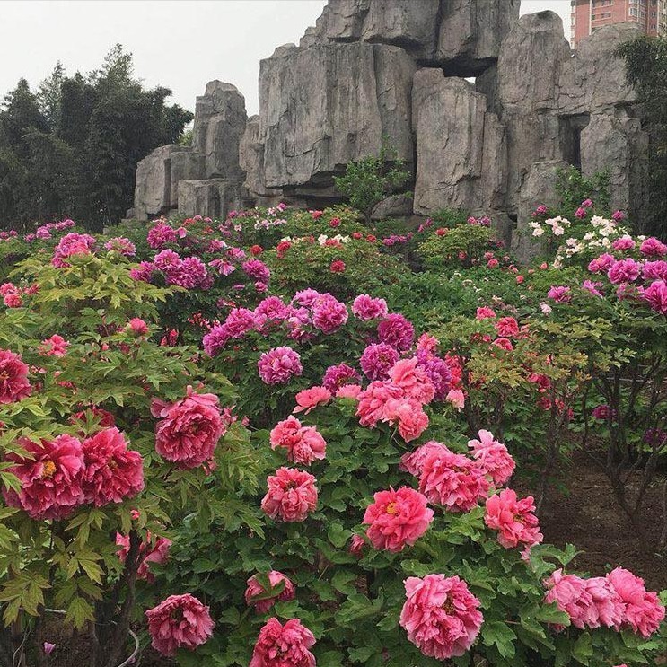 Trồng 100 cây cảnh không bằng "báu vật sống" này, thu hút tài lộc, cải thiện vận may cho gia đình- Ảnh 14.