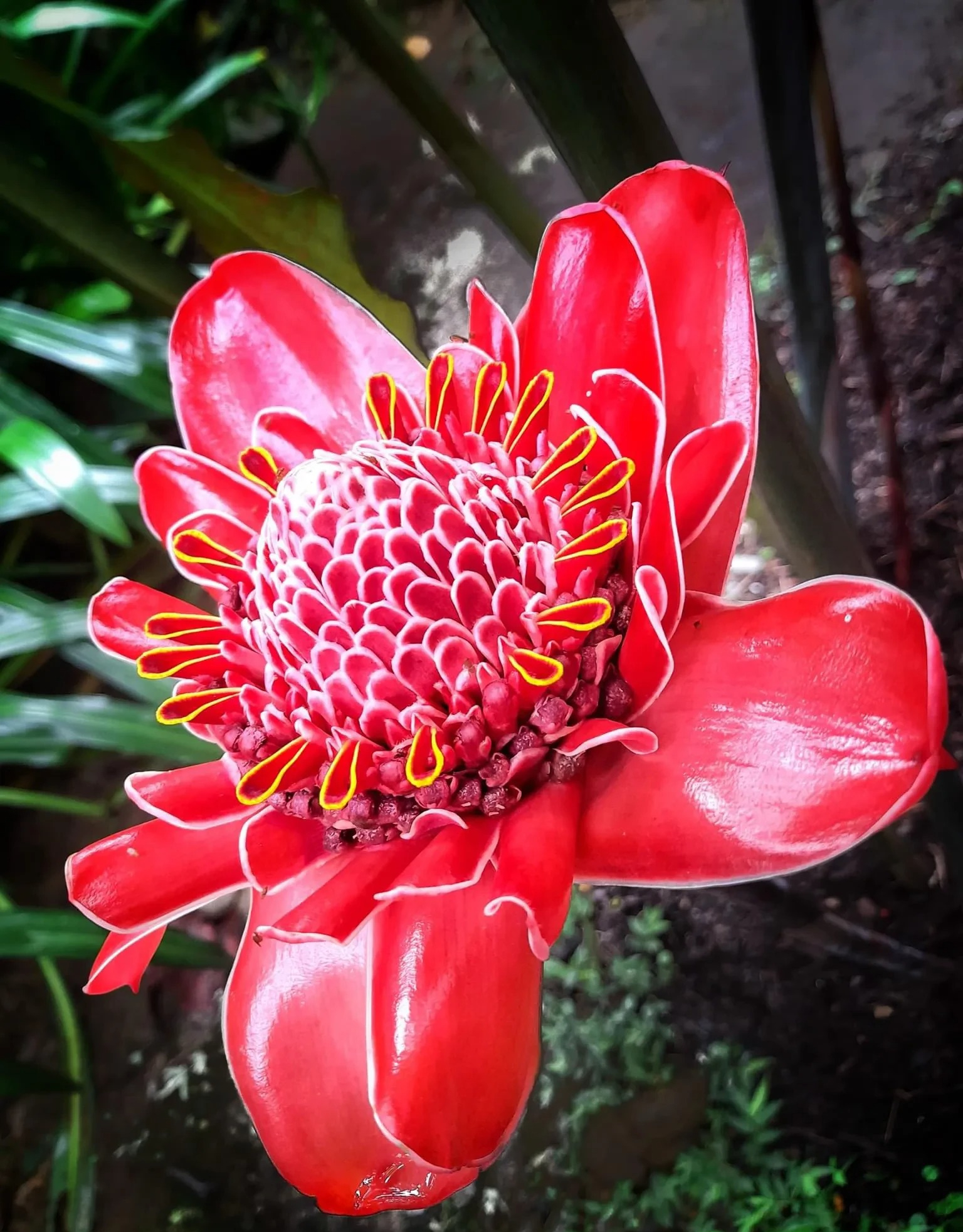 Nhà giàu thích trồng 5 cây cảnh phú quý, nghe tên đã thấy độc lạ, hoa to khổng lồ, chiêu tài, hút lộc- Ảnh 8.