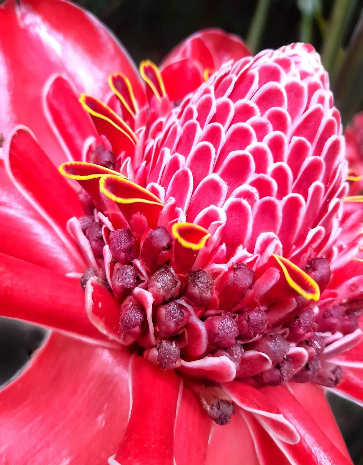 Nhà giàu thích trồng 5 cây cảnh phú quý, nghe tên đã thấy độc lạ, hoa to khổng lồ, chiêu tài, hút lộc- Ảnh 11.