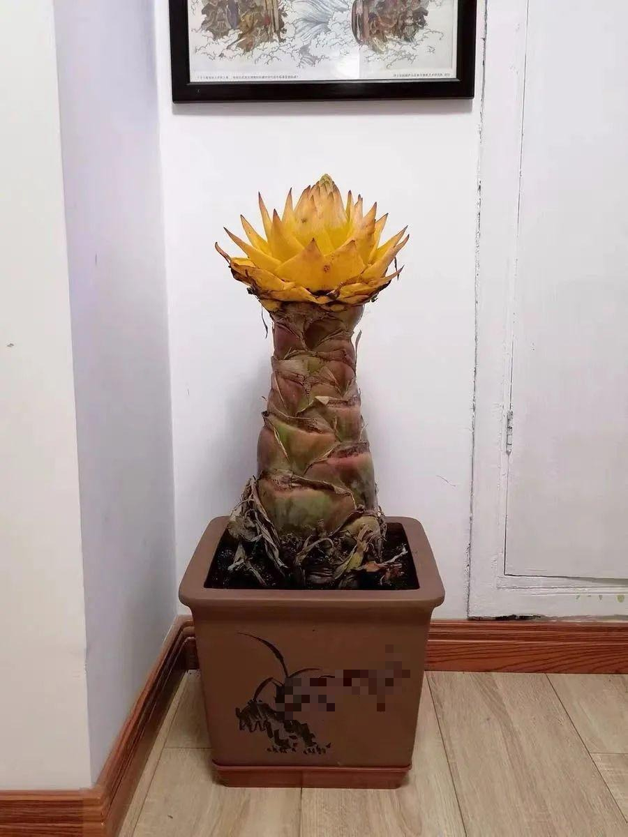 Nhà giàu thích trồng 5 cây cảnh phú quý, nghe tên đã thấy độc lạ, hoa to khổng lồ, chiêu tài, hút lộc- Ảnh 15.