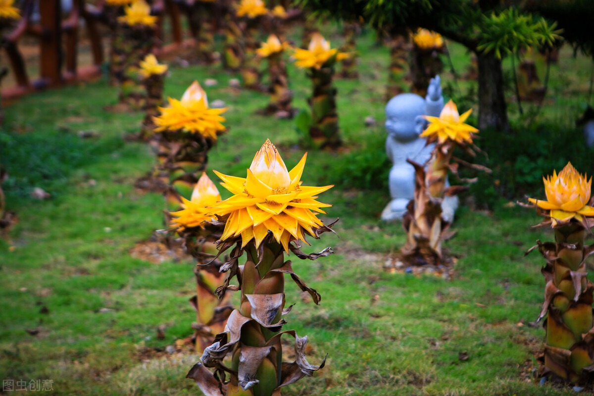 Nhà giàu thích trồng 5 cây cảnh phú quý, nghe tên đã thấy độc lạ, hoa to khổng lồ, chiêu tài, hút lộc- Ảnh 14.