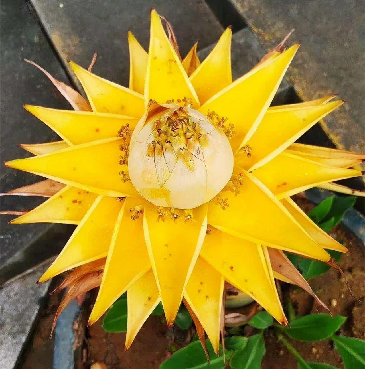 Nhà giàu thích trồng 5 cây cảnh phú quý, nghe tên đã thấy độc lạ, hoa to khổng lồ, chiêu tài, hút lộc- Ảnh 13.