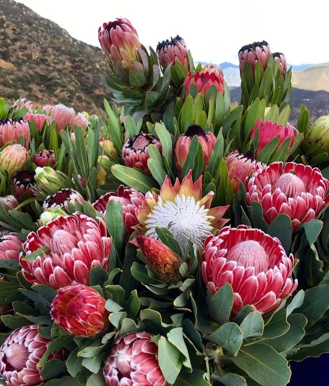 Nhà giàu thích trồng 5 cây cảnh phú quý, nghe tên đã thấy độc lạ, hoa to khổng lồ, chiêu tài, hút lộc- Ảnh 7.