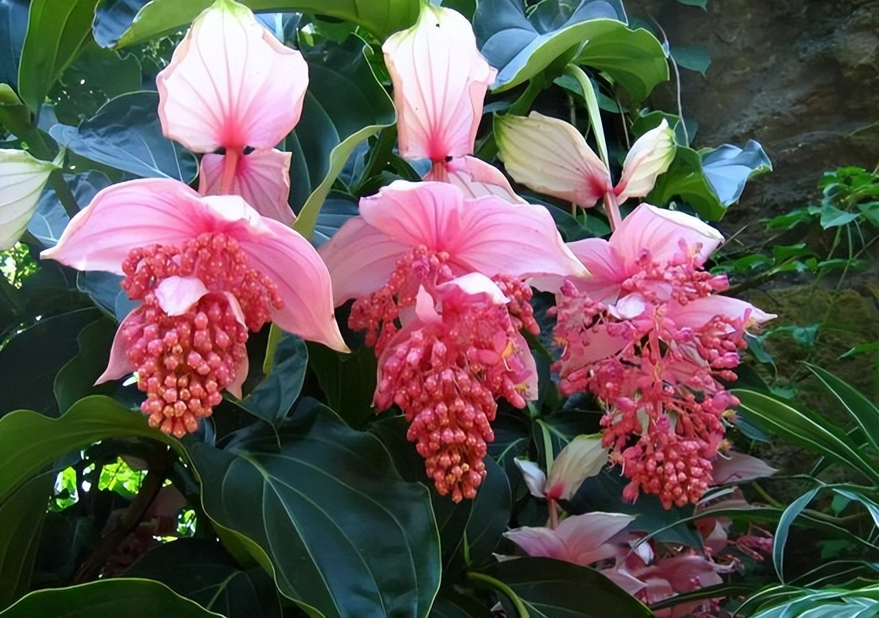 Nhà giàu thích trồng 5 cây cảnh phú quý, nghe tên đã thấy độc lạ, hoa to khổng lồ, chiêu tài, hút lộc- Ảnh 1.