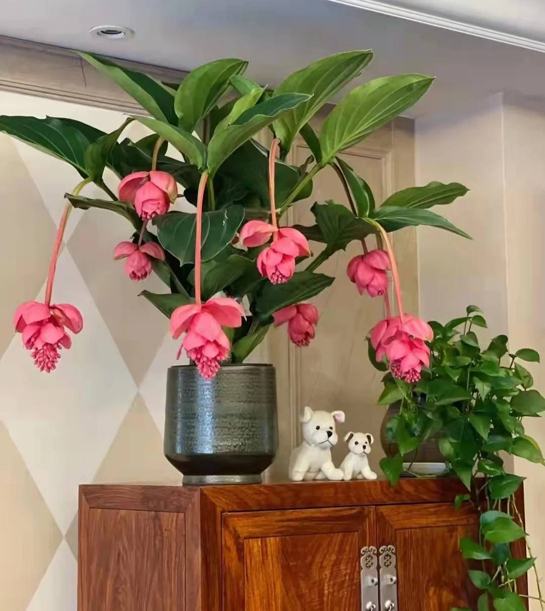 Nhà giàu thích trồng 5 cây cảnh phú quý, nghe tên đã thấy độc lạ, hoa to khổng lồ, chiêu tài, hút lộc- Ảnh 2.