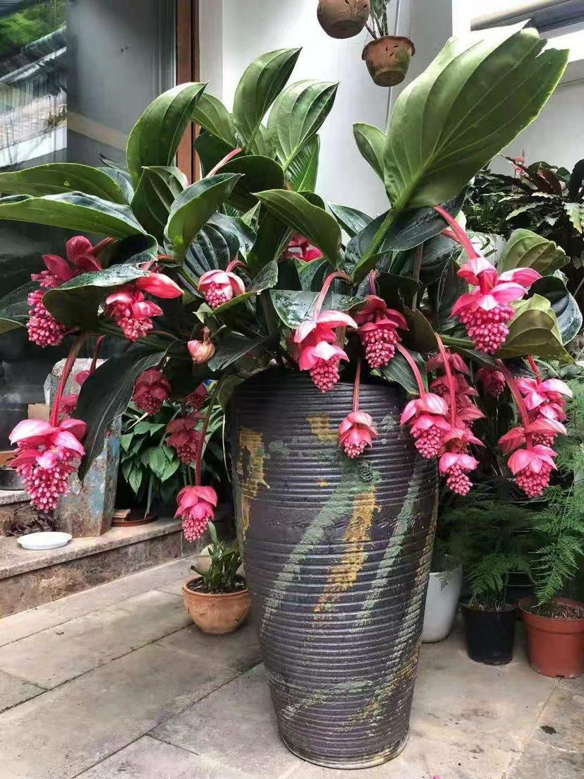 Nhà giàu thích trồng 5 cây cảnh phú quý, nghe tên đã thấy độc lạ, hoa to khổng lồ, chiêu tài, hút lộc- Ảnh 3.