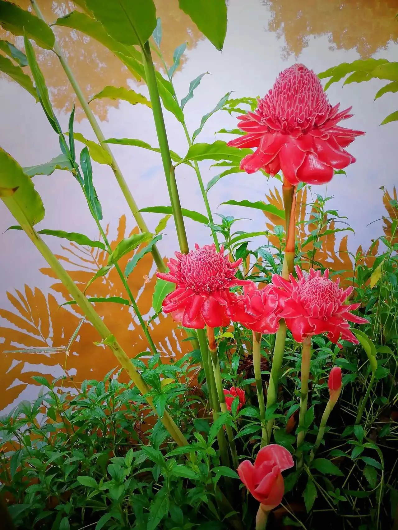 Nhà giàu thích trồng 5 cây cảnh phú quý, nghe tên đã thấy độc lạ, hoa to khổng lồ, chiêu tài, hút lộc- Ảnh 10.