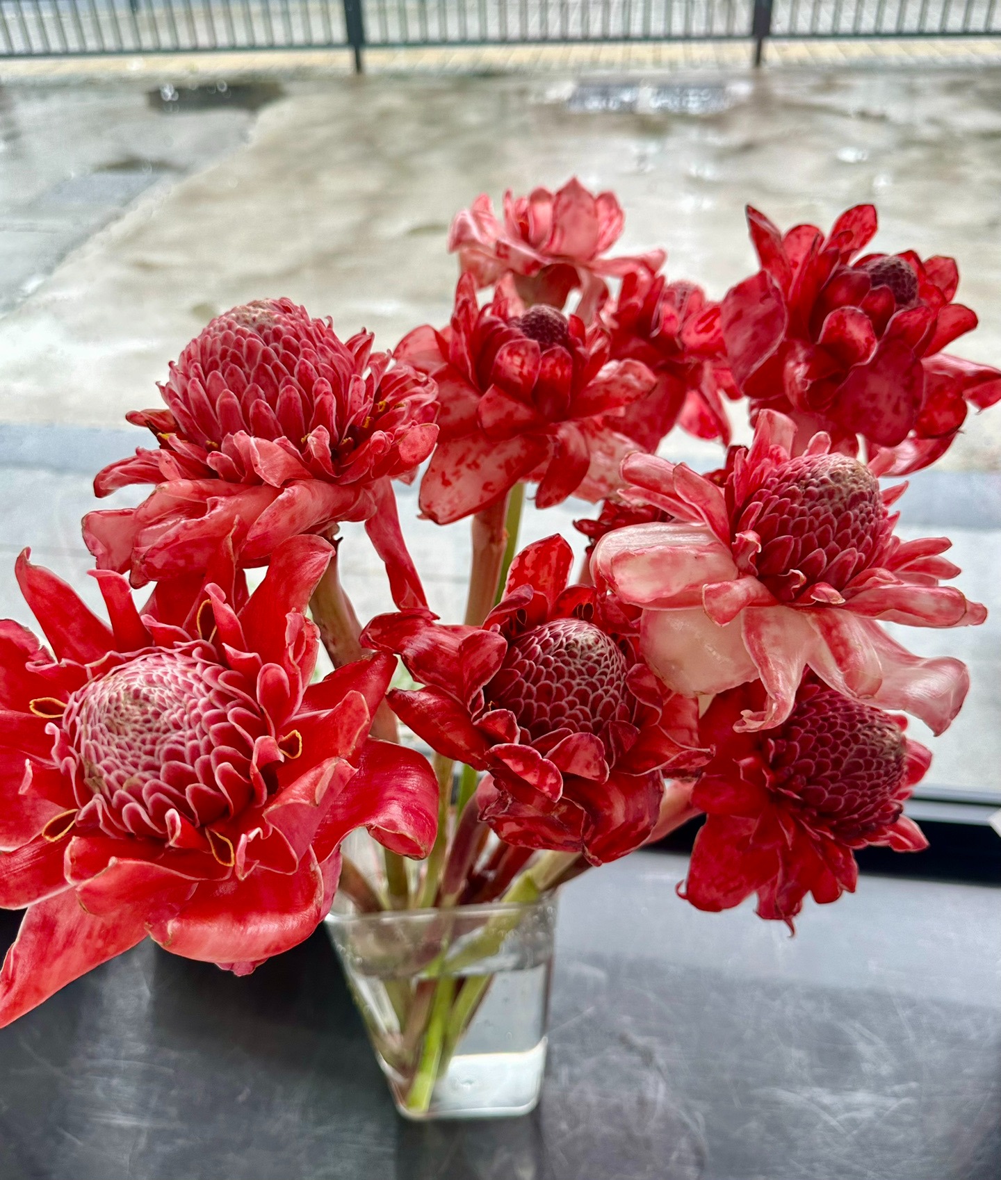 Nhà giàu thích trồng 5 cây cảnh phú quý, nghe tên đã thấy độc lạ, hoa to khổng lồ, chiêu tài, hút lộc- Ảnh 9.