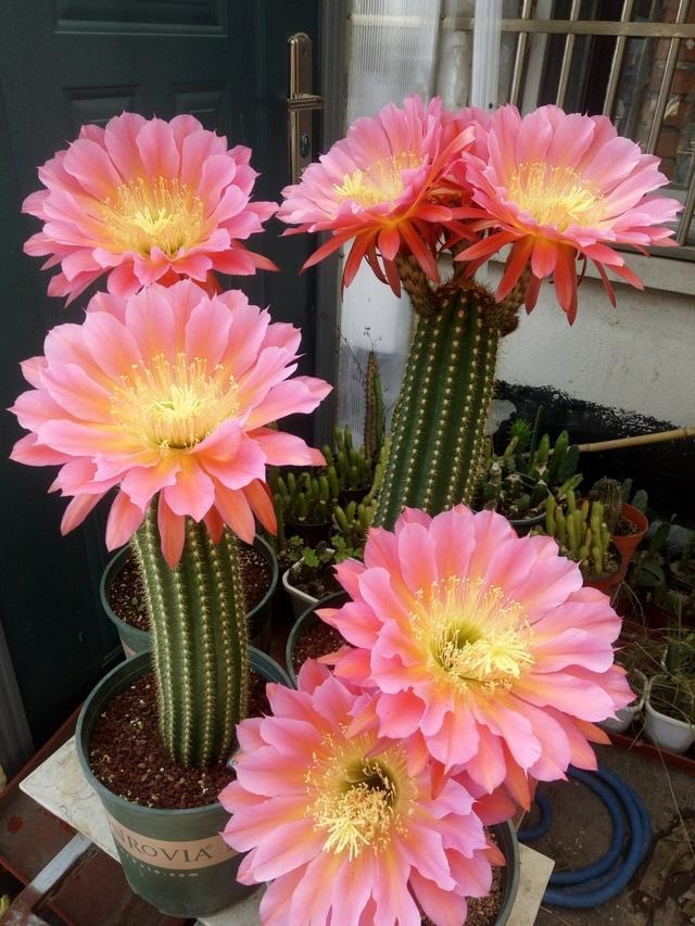 Nhà giàu thích trồng 5 cây cảnh phú quý, nghe tên đã thấy độc lạ, hoa to khổng lồ, chiêu tài, hút lộc- Ảnh 18.