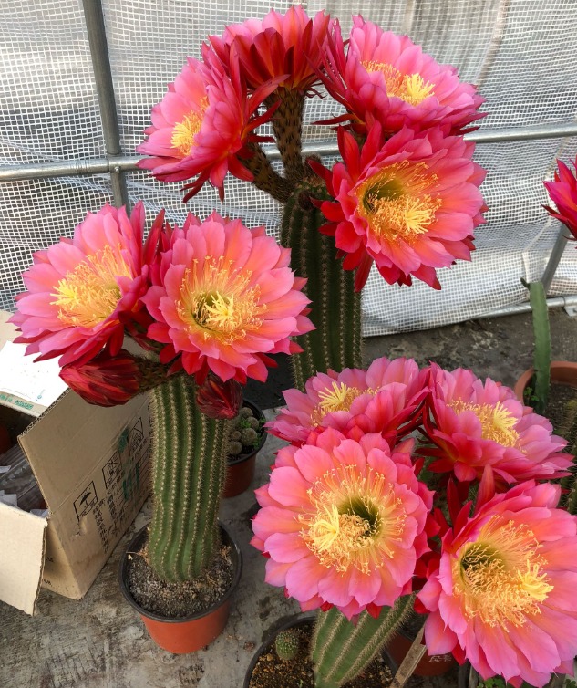 Nhà giàu thích trồng 5 cây cảnh phú quý, nghe tên đã thấy độc lạ, hoa to khổng lồ, chiêu tài, hút lộc- Ảnh 17.