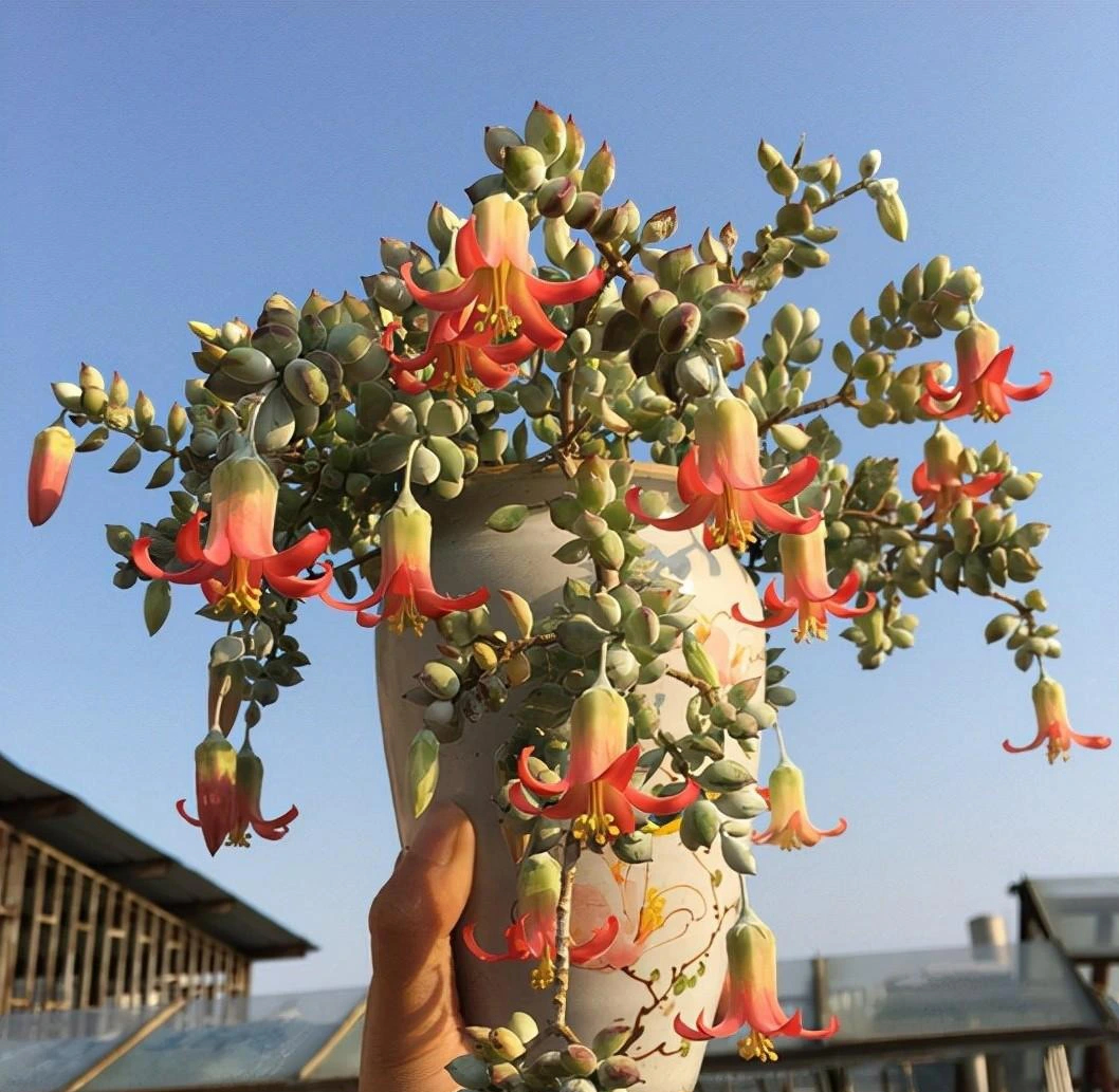 Mê mệt cây cảnh điềm lành, lá như đá, hoa như lửa, mang bình an, may mắn cho gia đình- Ảnh 13.