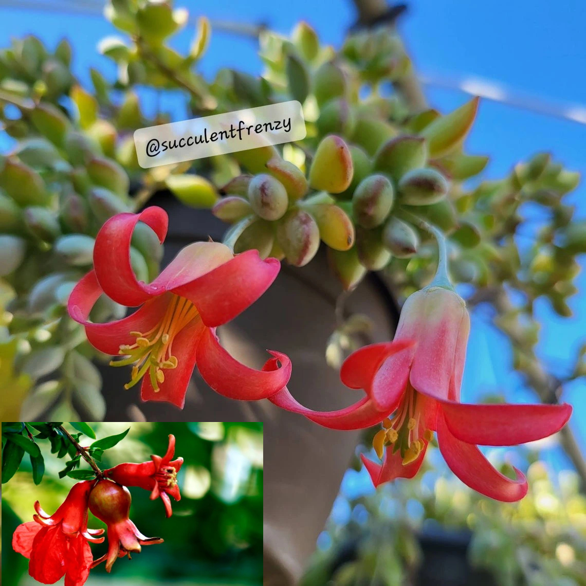 Mê mệt cây cảnh điềm lành, lá như đá, hoa như lửa, mang bình an, may mắn cho gia đình- Ảnh 2.