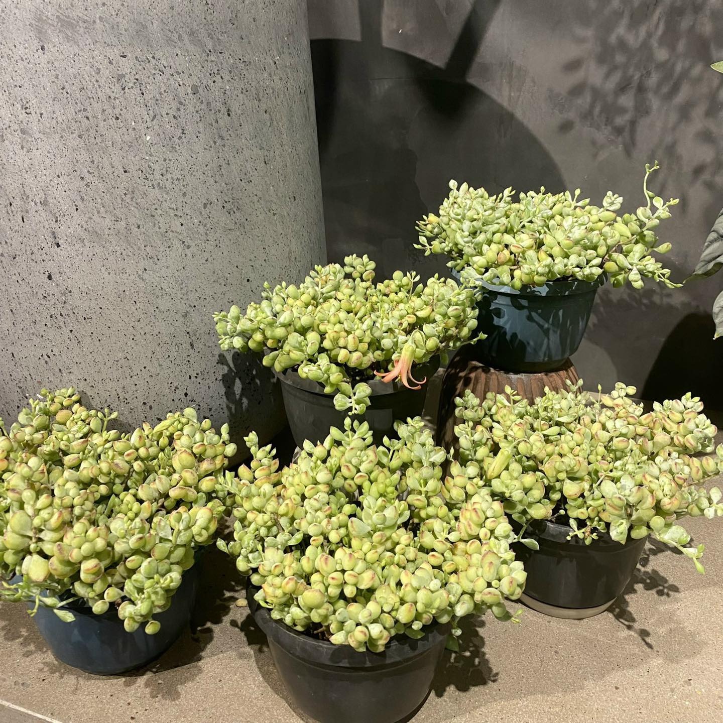 Mê mệt cây cảnh điềm lành, lá như đá, hoa như lửa, mang bình an, may mắn cho gia đình- Ảnh 23.