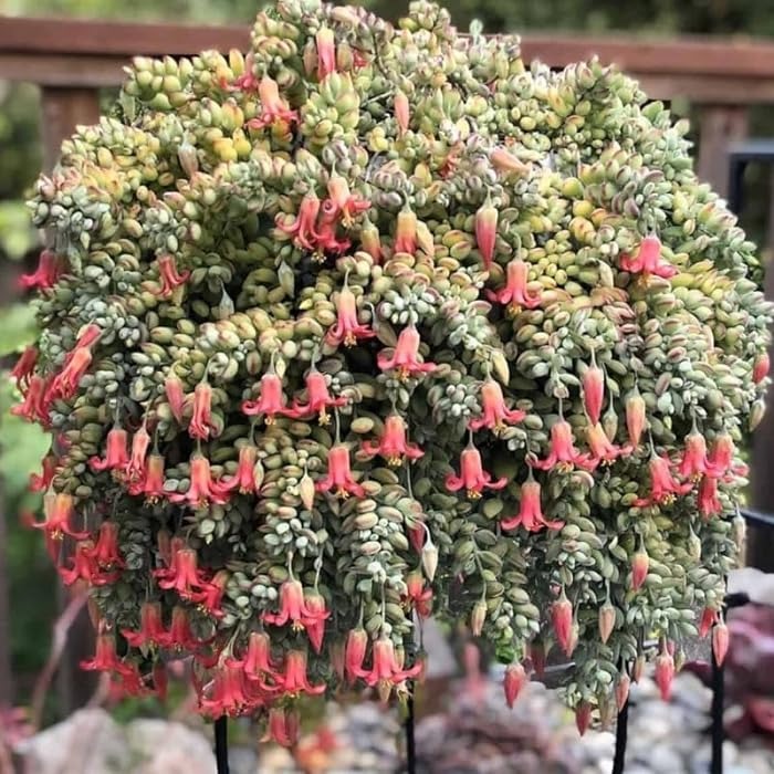 Mê mệt cây cảnh điềm lành, lá như đá, hoa như lửa, mang bình an, may mắn cho gia đình- Ảnh 9.