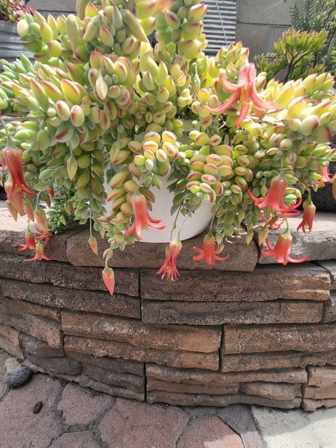 Mê mệt cây cảnh điềm lành, lá như đá, hoa như lửa, mang bình an, may mắn cho gia đình- Ảnh 19.