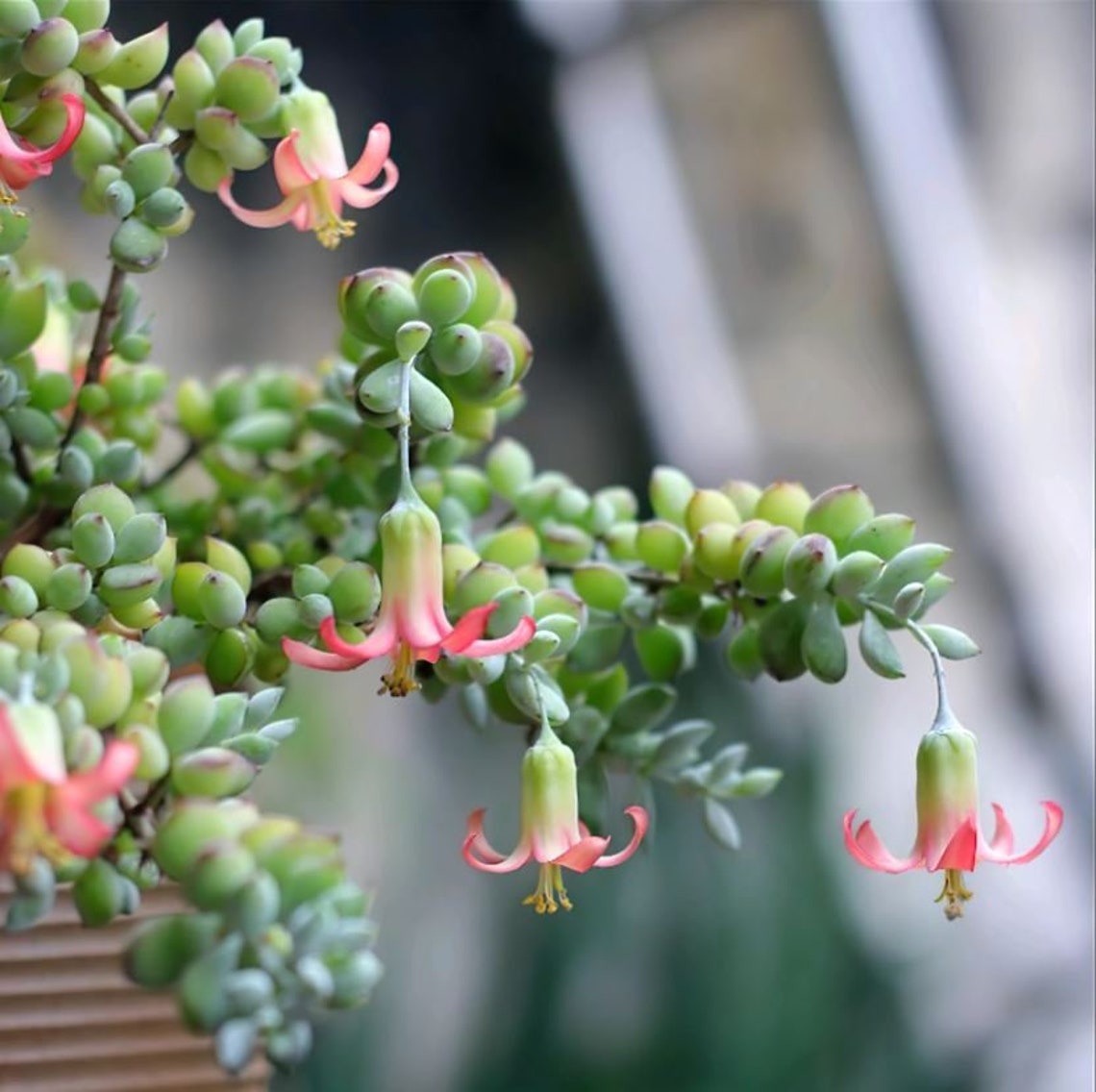 Mê mệt cây cảnh điềm lành, lá như đá, hoa như lửa, mang bình an, may mắn cho gia đình- Ảnh 20.