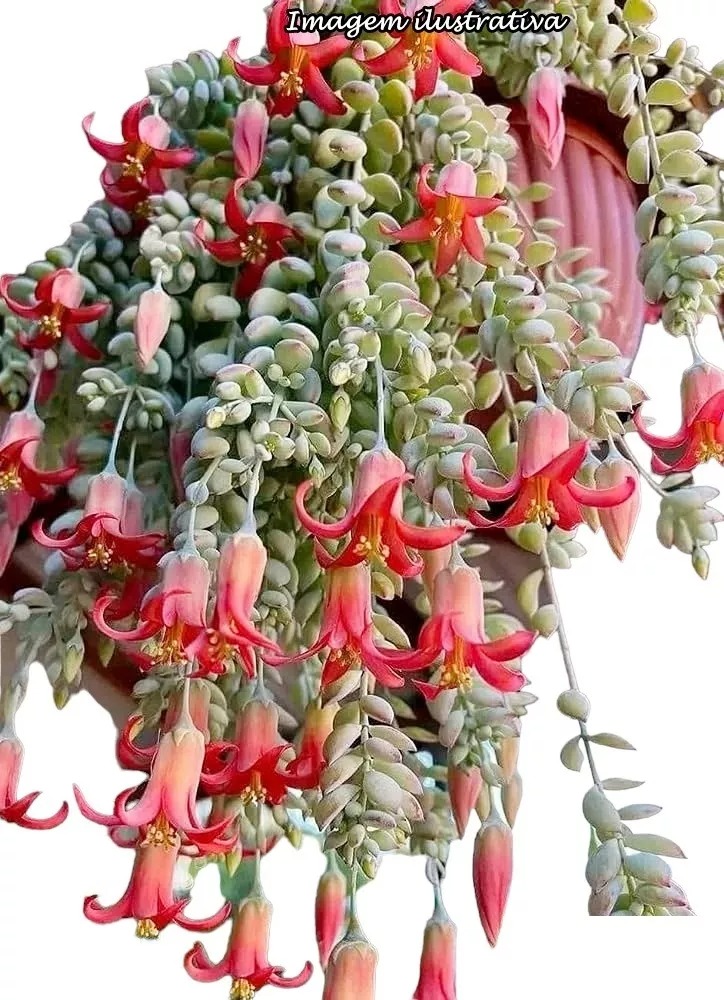 Mê mệt cây cảnh điềm lành, lá như đá, hoa như lửa, mang bình an, may mắn cho gia đình- Ảnh 4.