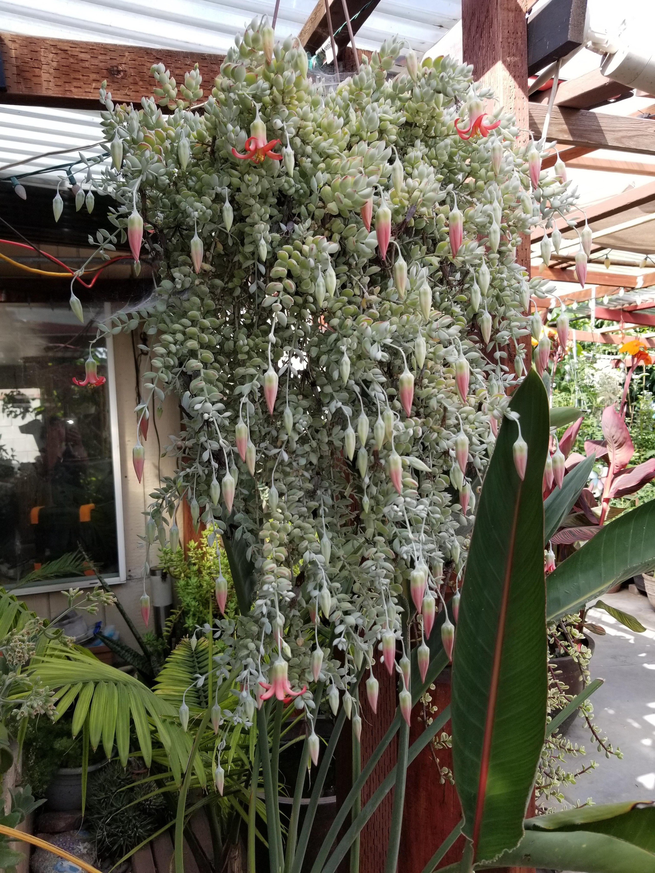 Mê mệt cây cảnh điềm lành, lá như đá, hoa như lửa, mang bình an, may mắn cho gia đình- Ảnh 3.