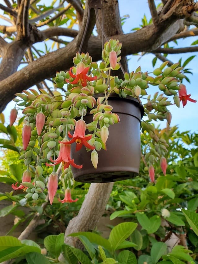 Mê mệt cây cảnh điềm lành, lá như đá, hoa như lửa, mang bình an, may mắn cho gia đình- Ảnh 22.