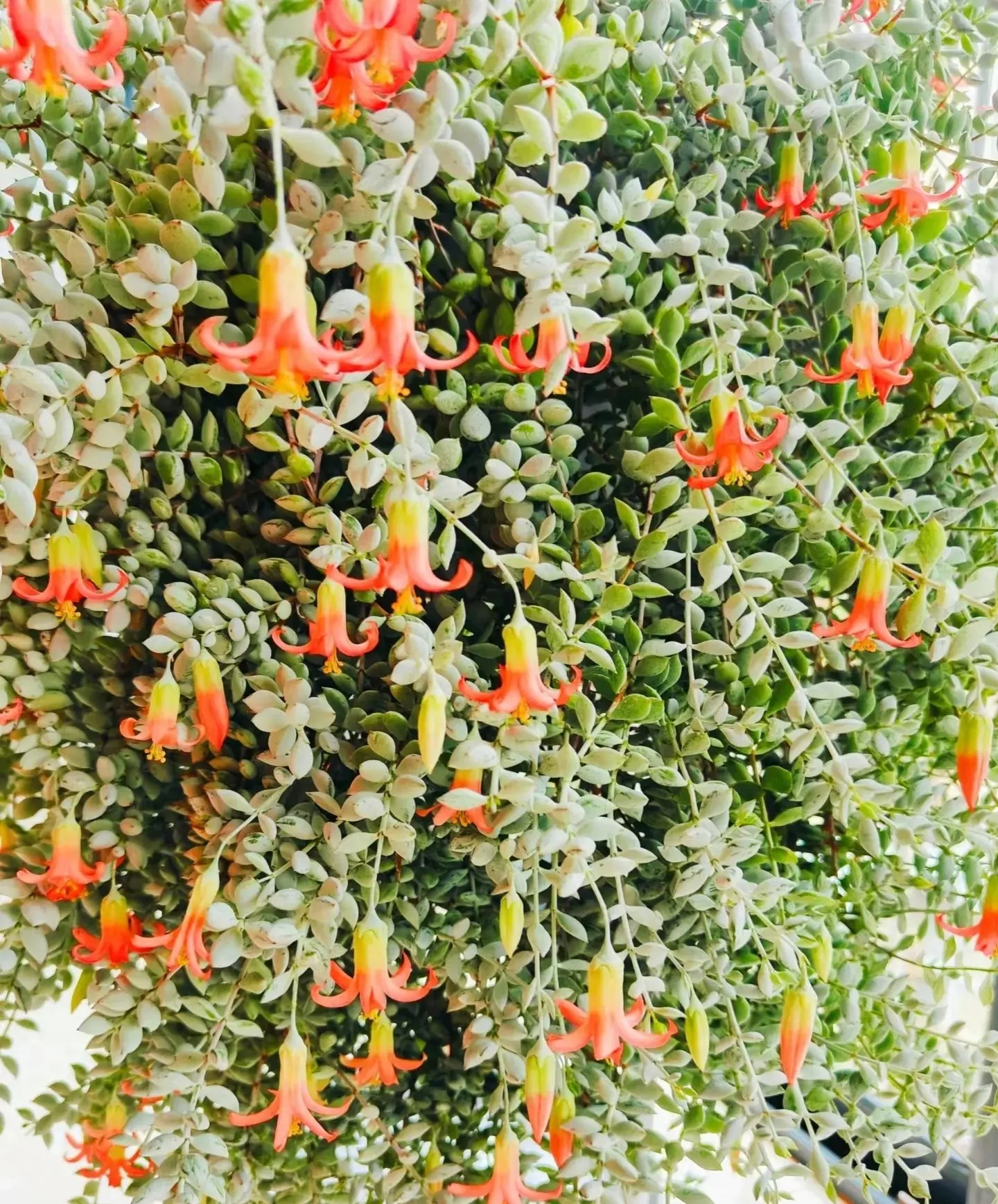 Mê mệt cây cảnh điềm lành, lá như đá, hoa như lửa, mang bình an, may mắn cho gia đình- Ảnh 1.