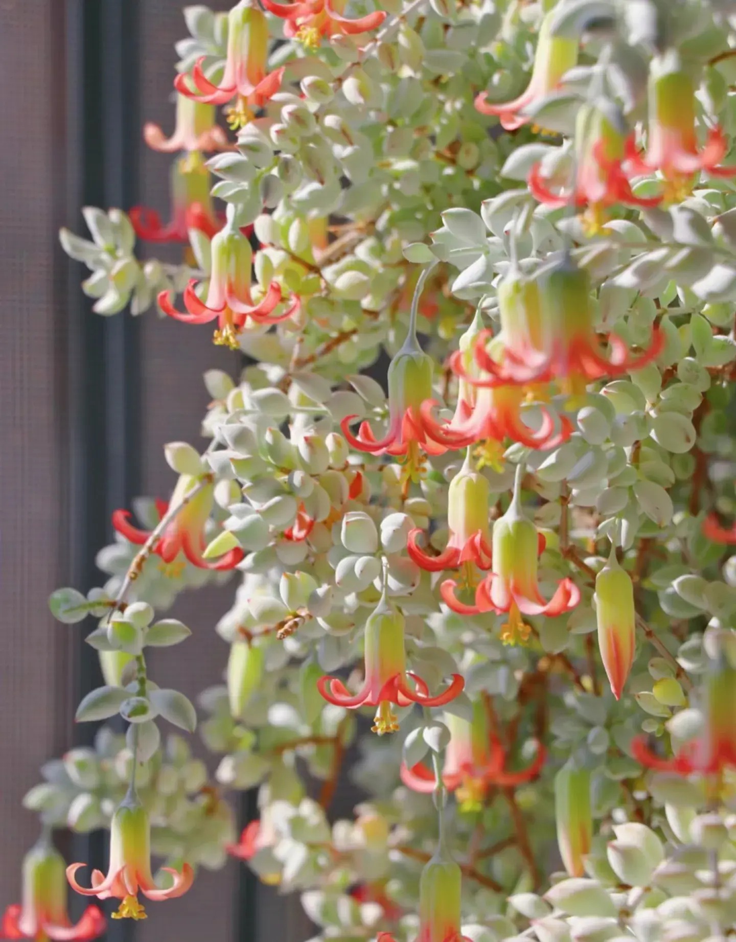 Mê mệt cây cảnh điềm lành, lá như đá, hoa như lửa, mang bình an, may mắn cho gia đình- Ảnh 7.