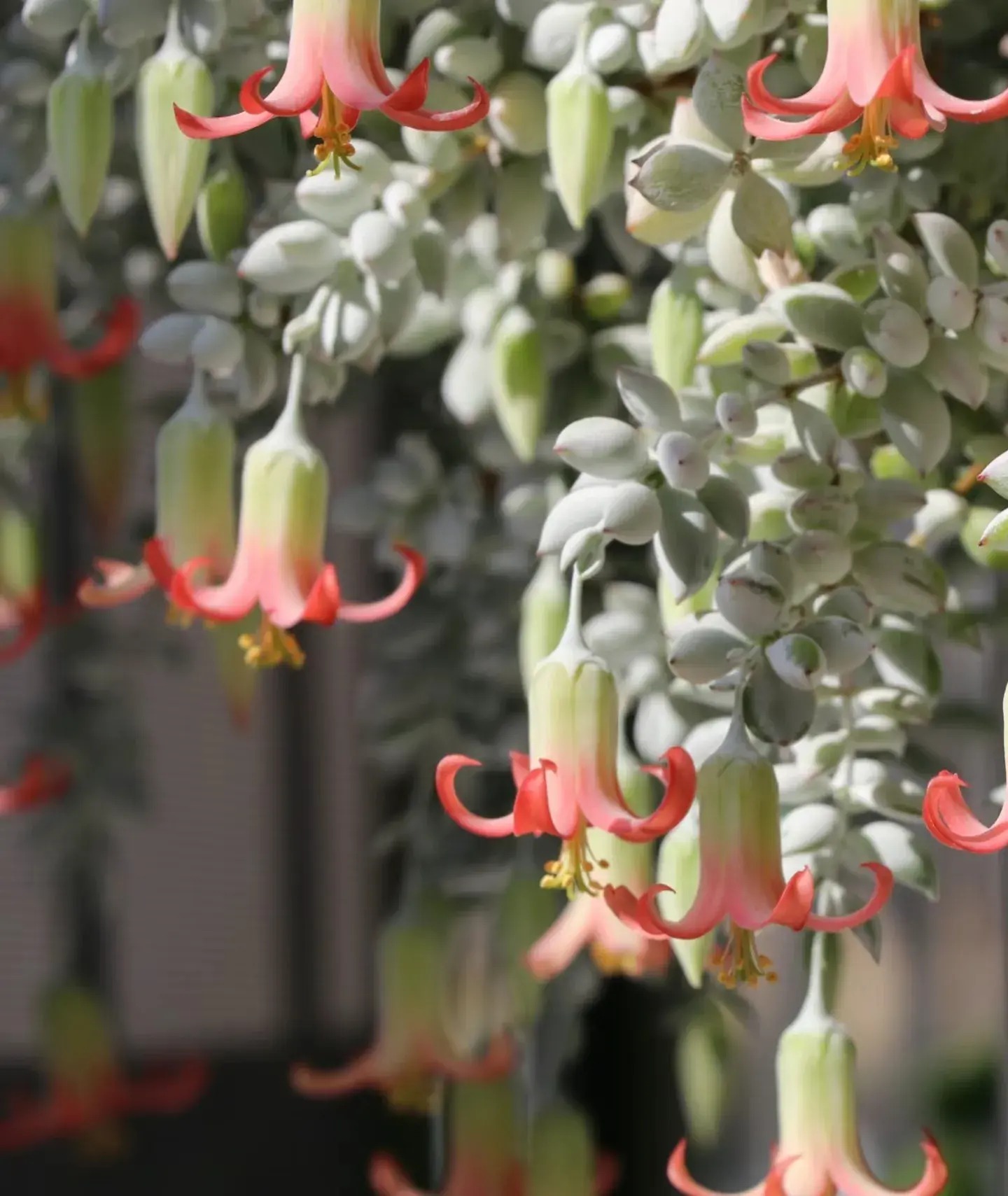 Mê mệt cây cảnh điềm lành, lá như đá, hoa như lửa, mang bình an, may mắn cho gia đình- Ảnh 15.