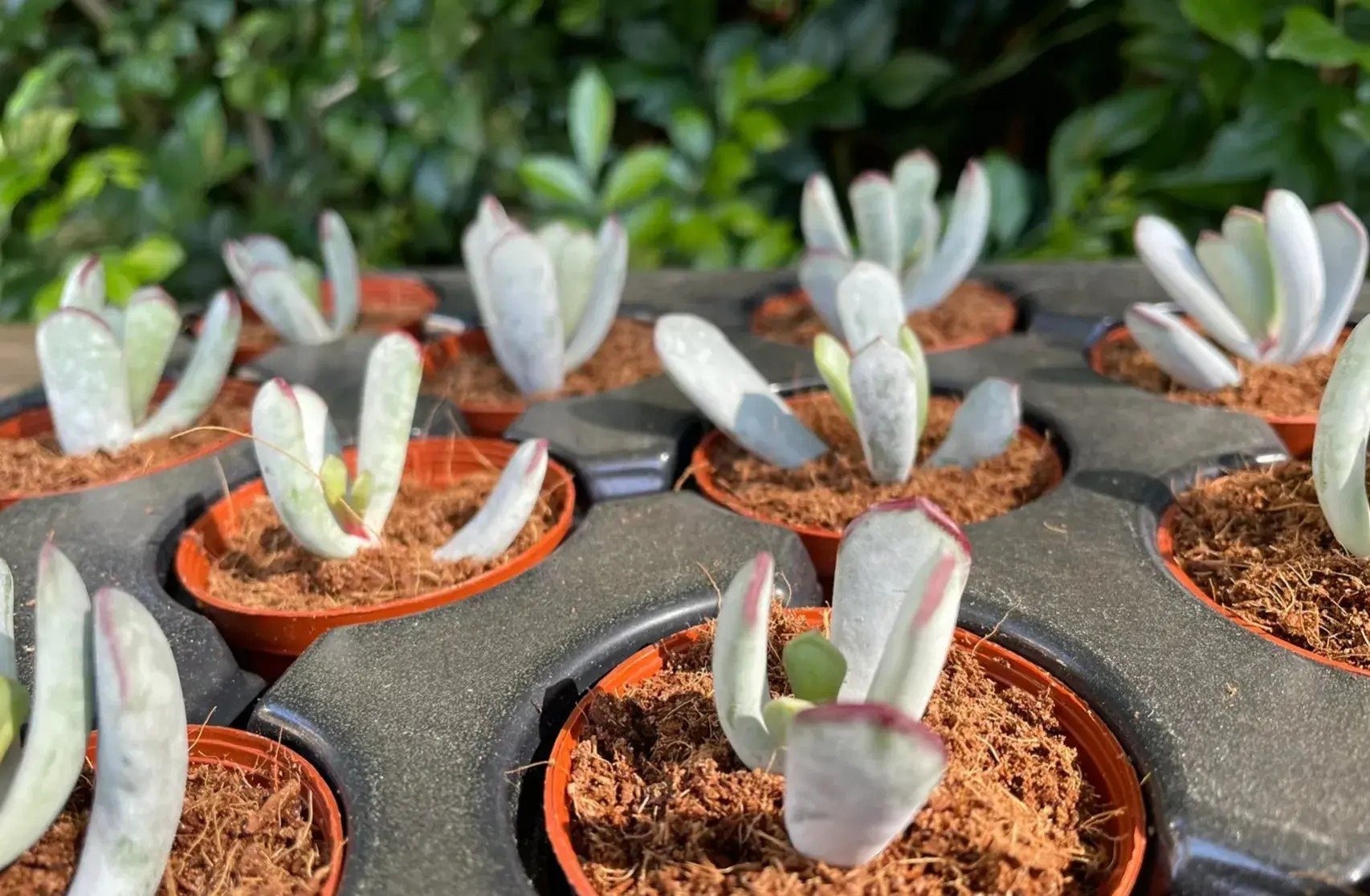 Mê mệt cây cảnh điềm lành, lá như đá, hoa như lửa, mang bình an, may mắn cho gia đình- Ảnh 17.