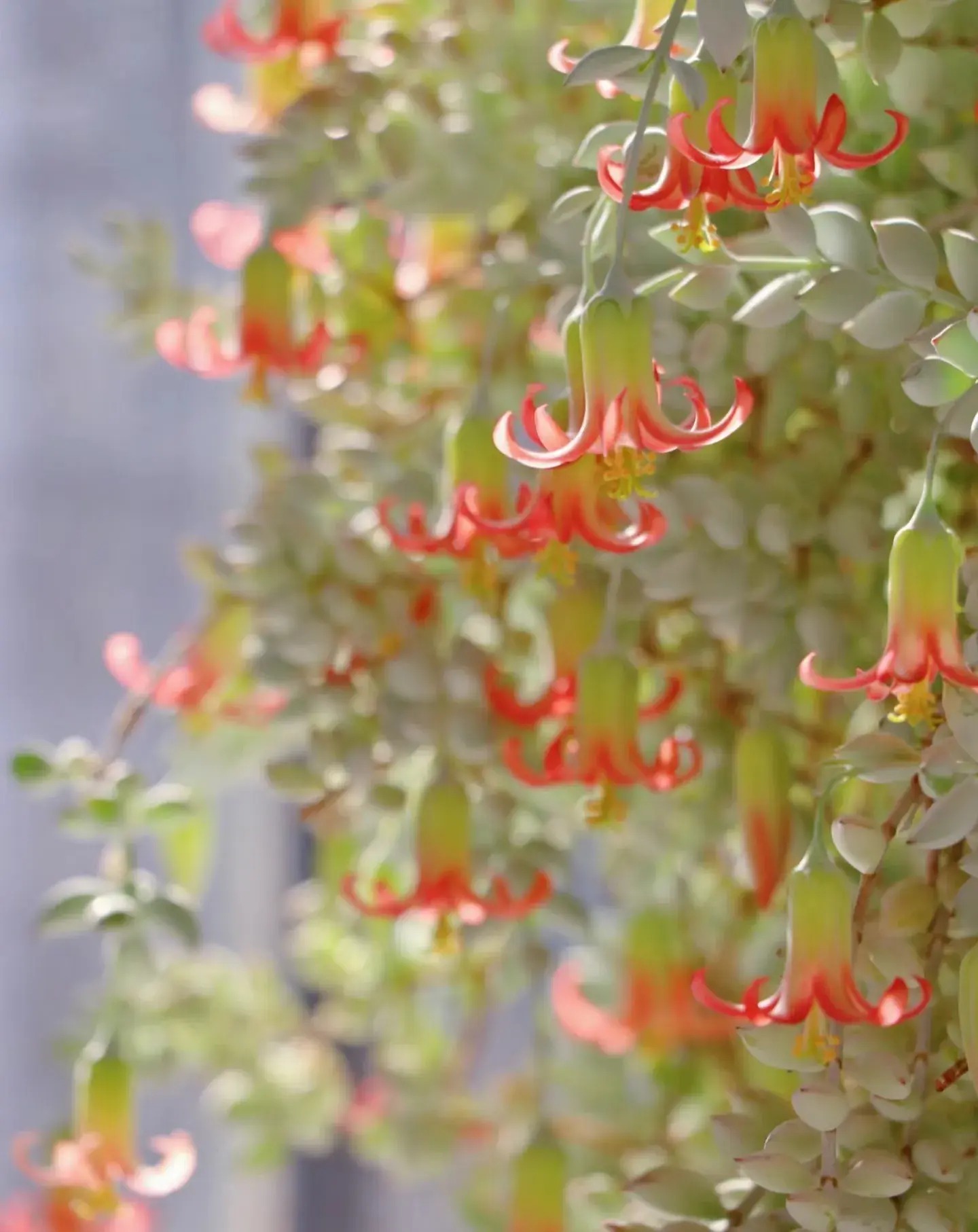 Mê mệt cây cảnh điềm lành, lá như đá, hoa như lửa, mang bình an, may mắn cho gia đình- Ảnh 21.