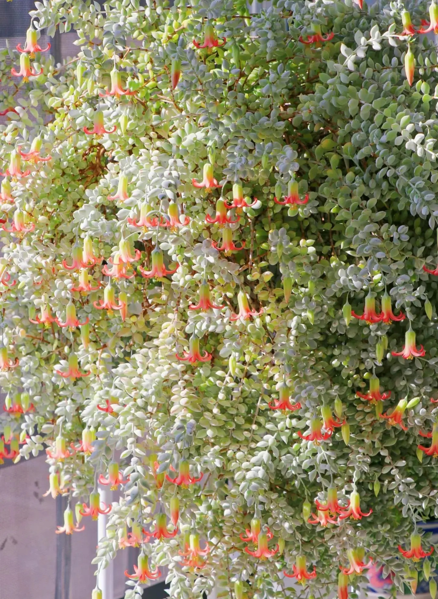 Mê mệt cây cảnh điềm lành, lá như đá, hoa như lửa, mang bình an, may mắn cho gia đình- Ảnh 14.