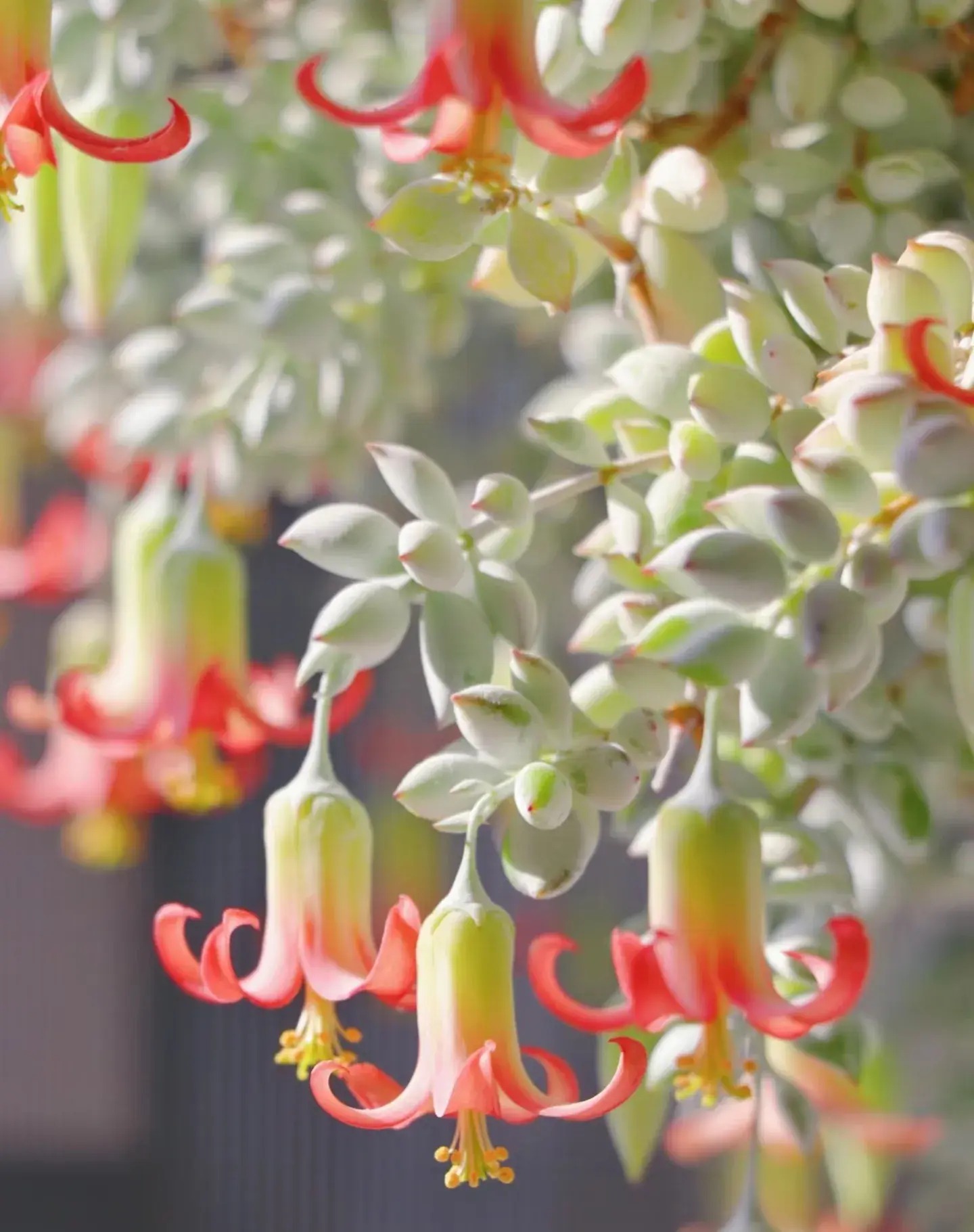 Mê mệt cây cảnh điềm lành, lá như đá, hoa như lửa, mang bình an, may mắn cho gia đình- Ảnh 11.