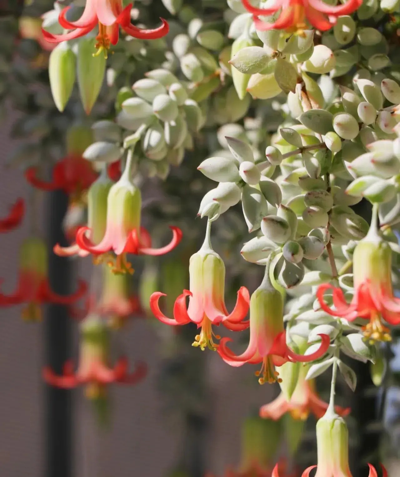 Mê mệt cây cảnh điềm lành, lá như đá, hoa như lửa, mang bình an, may mắn cho gia đình- Ảnh 16.