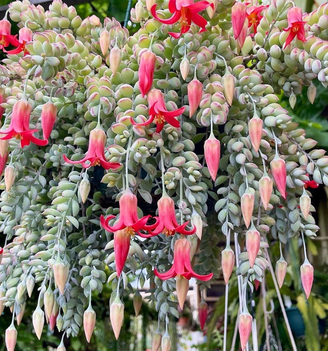 Mê mệt cây cảnh điềm lành, lá như đá, hoa như lửa, mang bình an, may mắn cho gia đình- Ảnh 8.