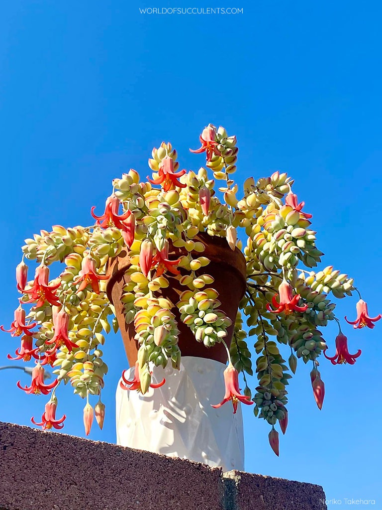 Mê mệt cây cảnh điềm lành, lá như đá, hoa như lửa, mang bình an, may mắn cho gia đình- Ảnh 24.